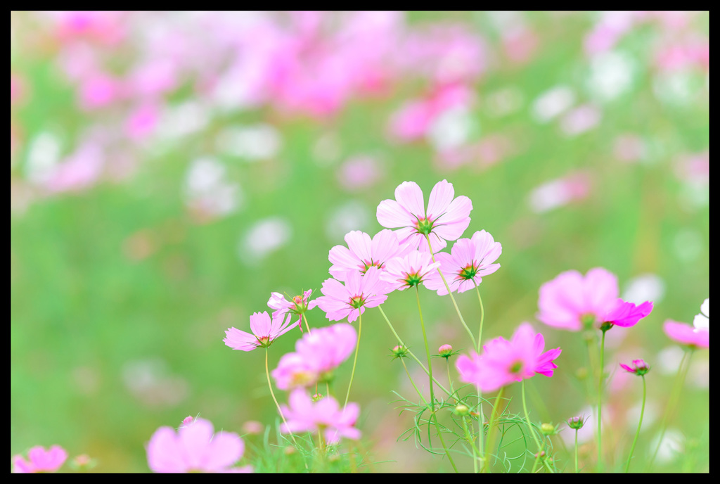 お花畑♡