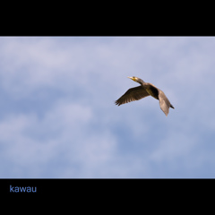 秋空進む