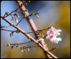 秋☆桜