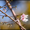 秋☆桜