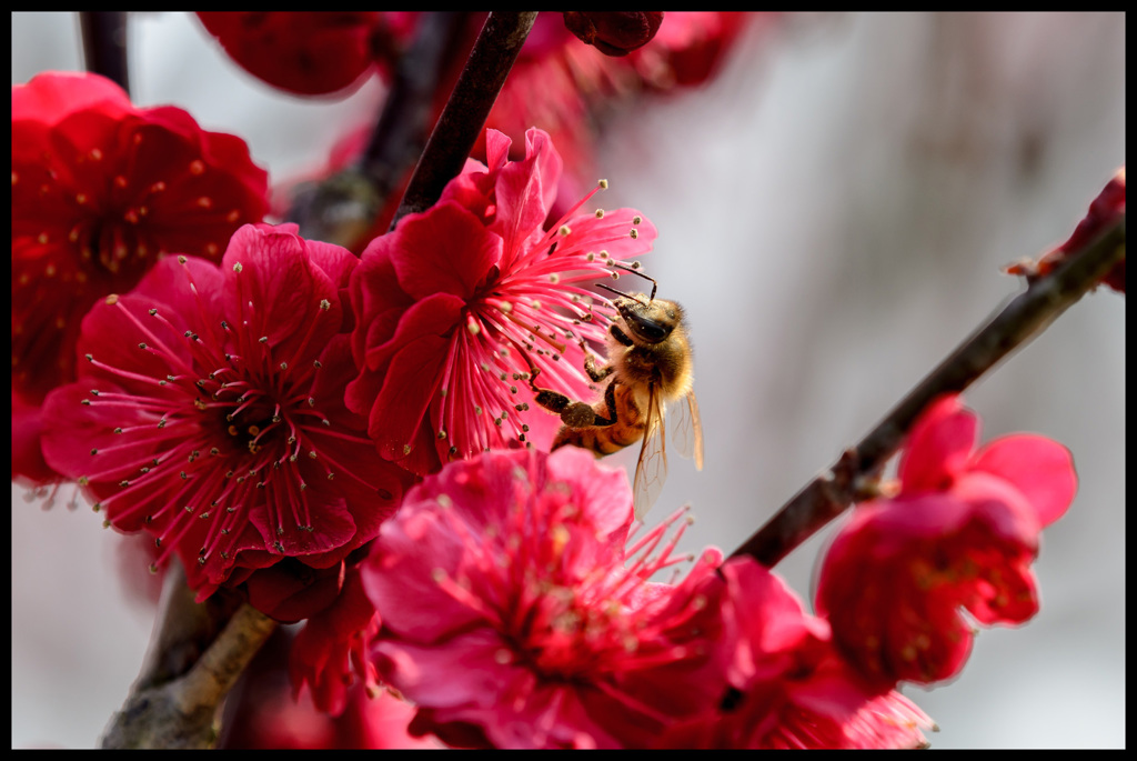 深紅と蜜蜂