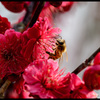 深紅と蜜蜂