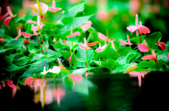 桃色☆熱帯雨林