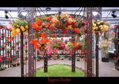 Begonia Garden