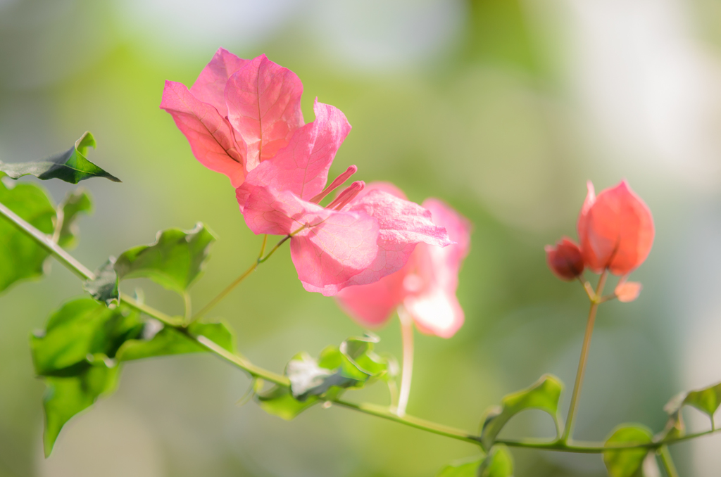 さんきょうだい☆開花前