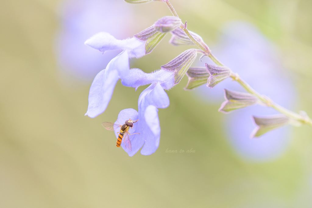 花と虻