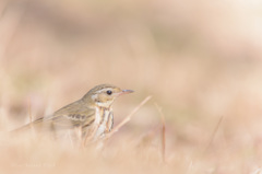 Olive-backed Pipit