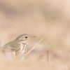 Olive-backed Pipit