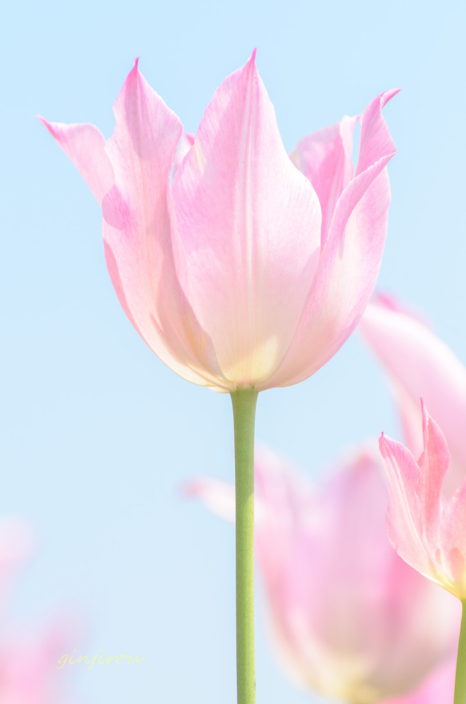 花グラス