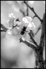 白と黒☆梅と蜜蜂