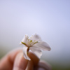 春の花