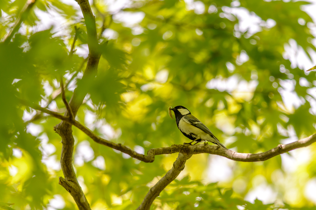 緑と野鳥の営み