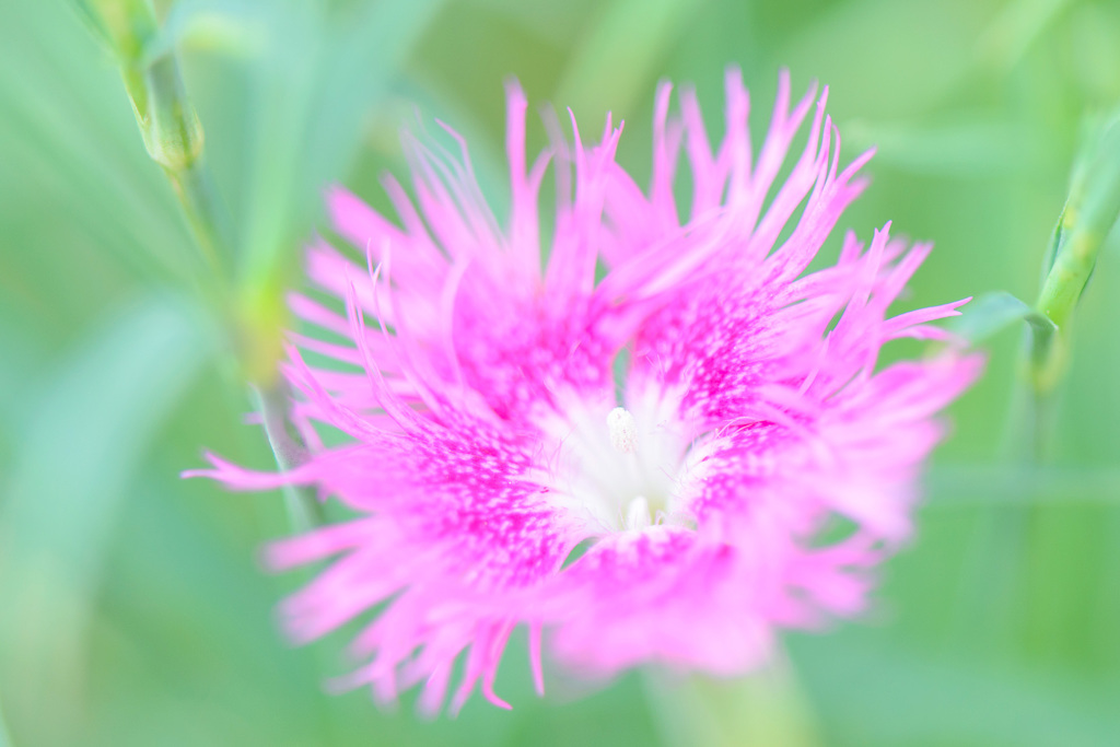 花びら踊る。風のとおり道。。