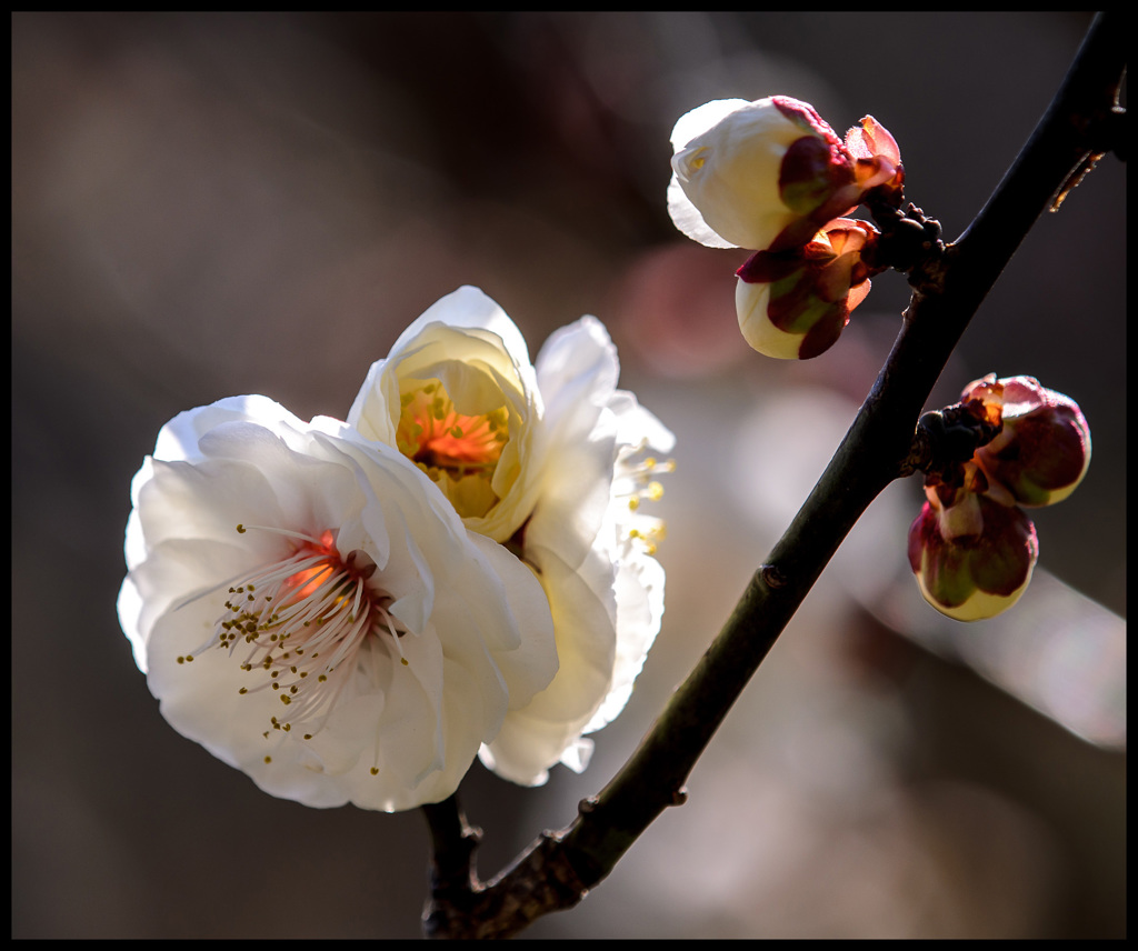 backlight☆ume
