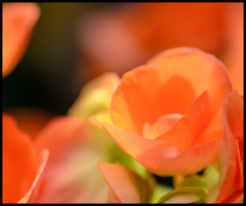 hot☆flower