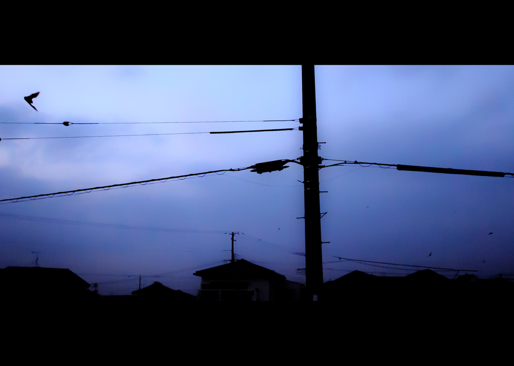 飛び交う闇色コウモリ