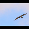 空のAngler