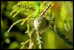 緑のサッカーボール