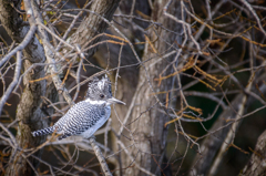 Crested kingfisher II