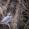 Crested kingfisher II