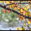 今年最後の色づき　～桜～