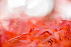 flowing ~momiji~