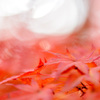 flowing ~momiji~