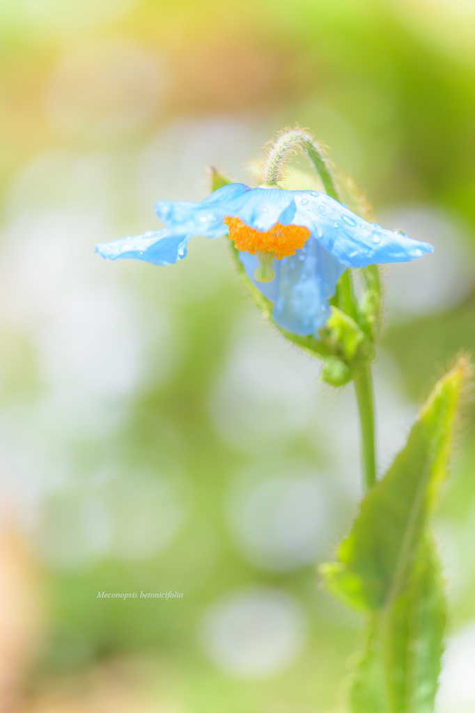 blue poppy