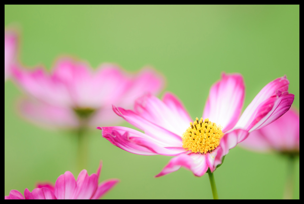 染め物☆秋桜