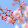 春風にゆれる