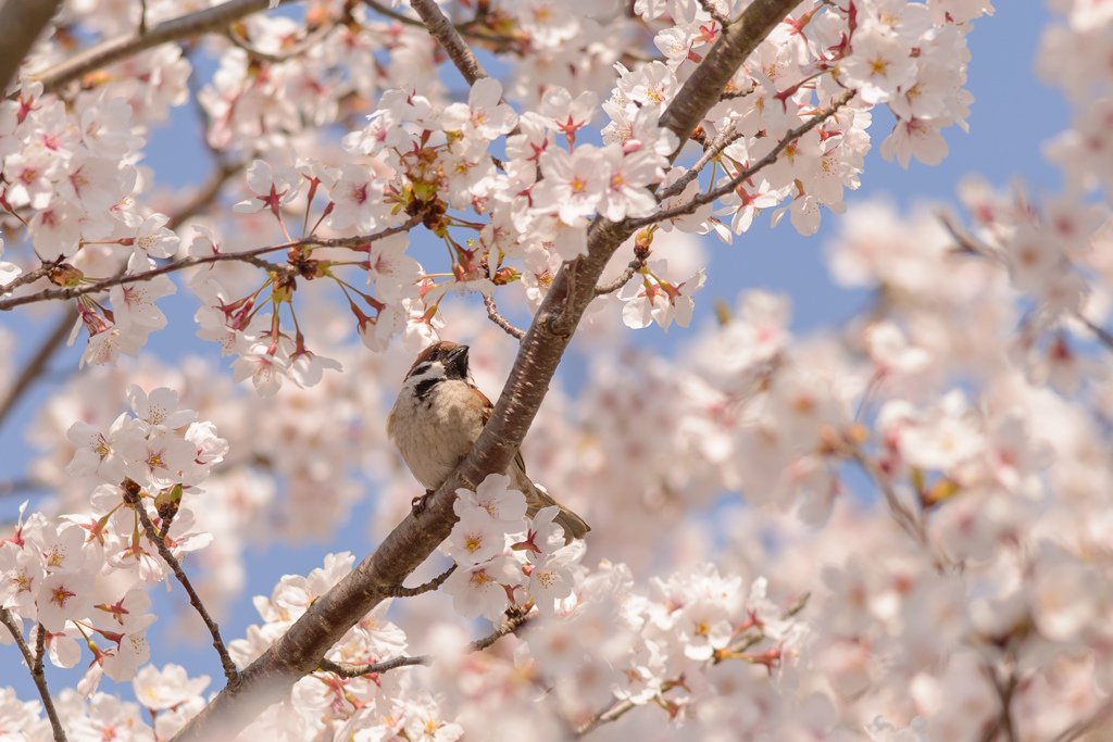 スズメも華やかに♪