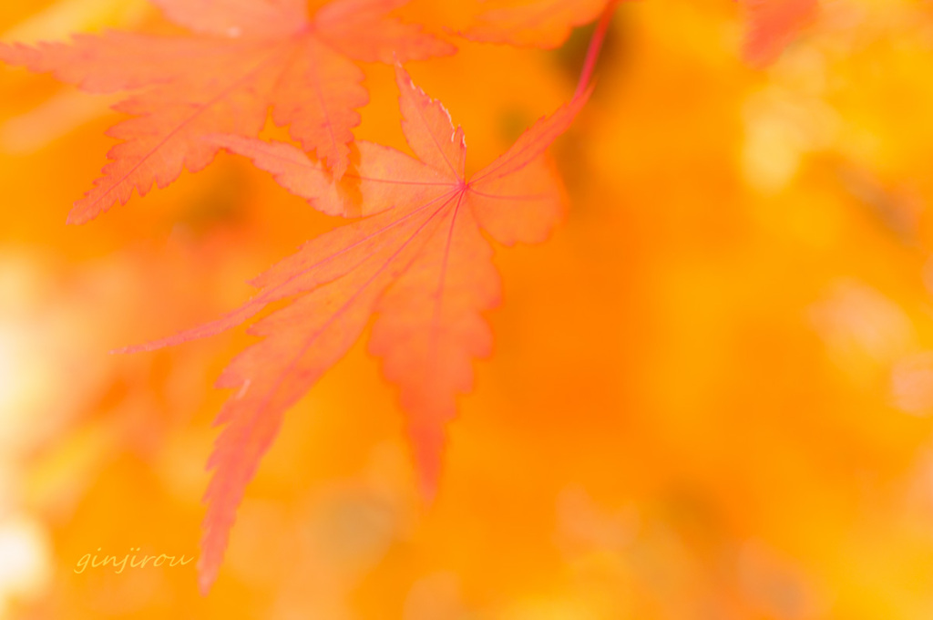 あったか紅葉
