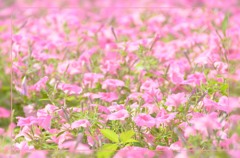 ”ほんわか”お花畑