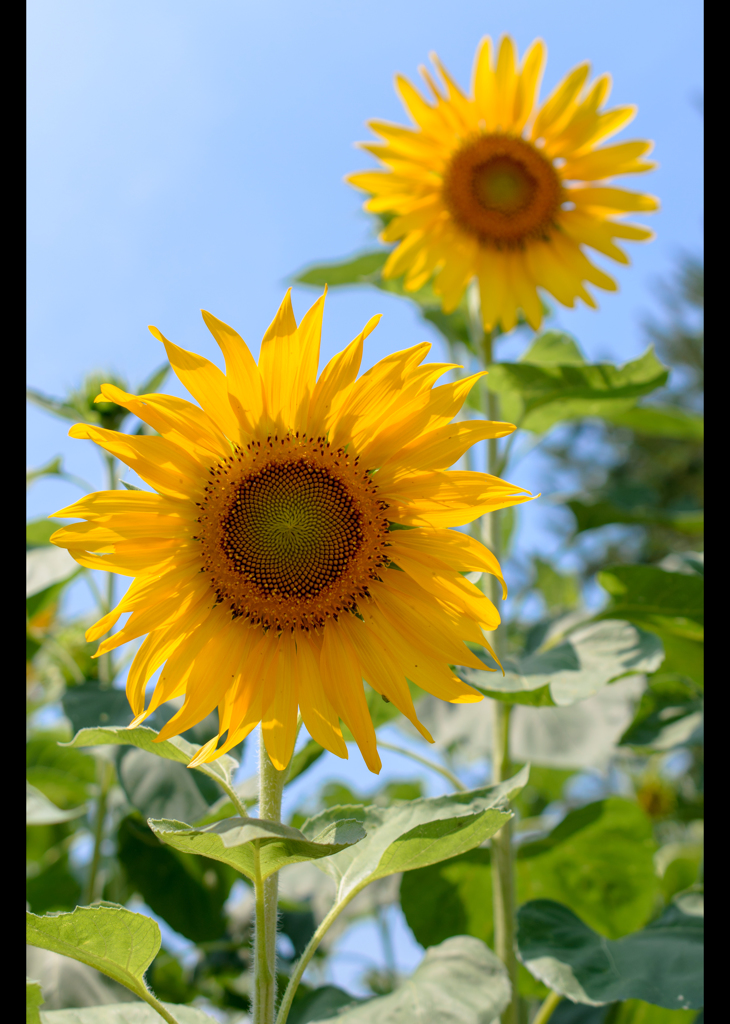 夏！代表。