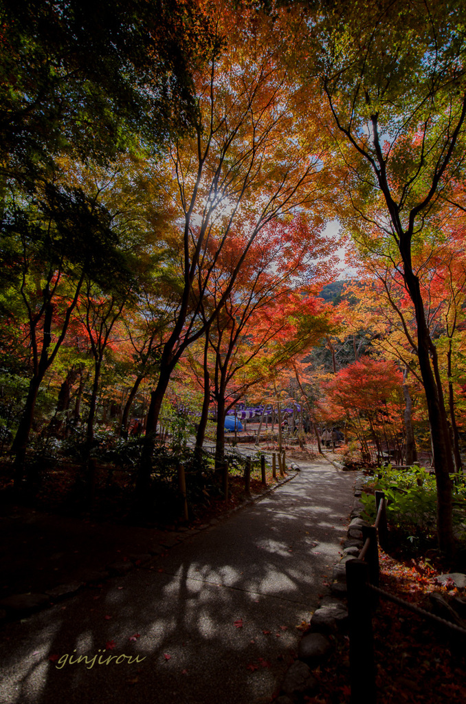 道　～奥へと紅葉すすむ～