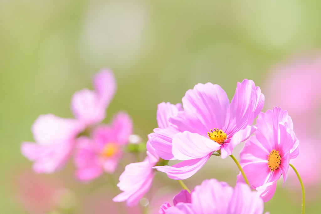 風の中で・・