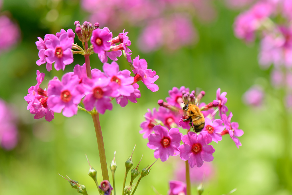 Lovely☆Pink