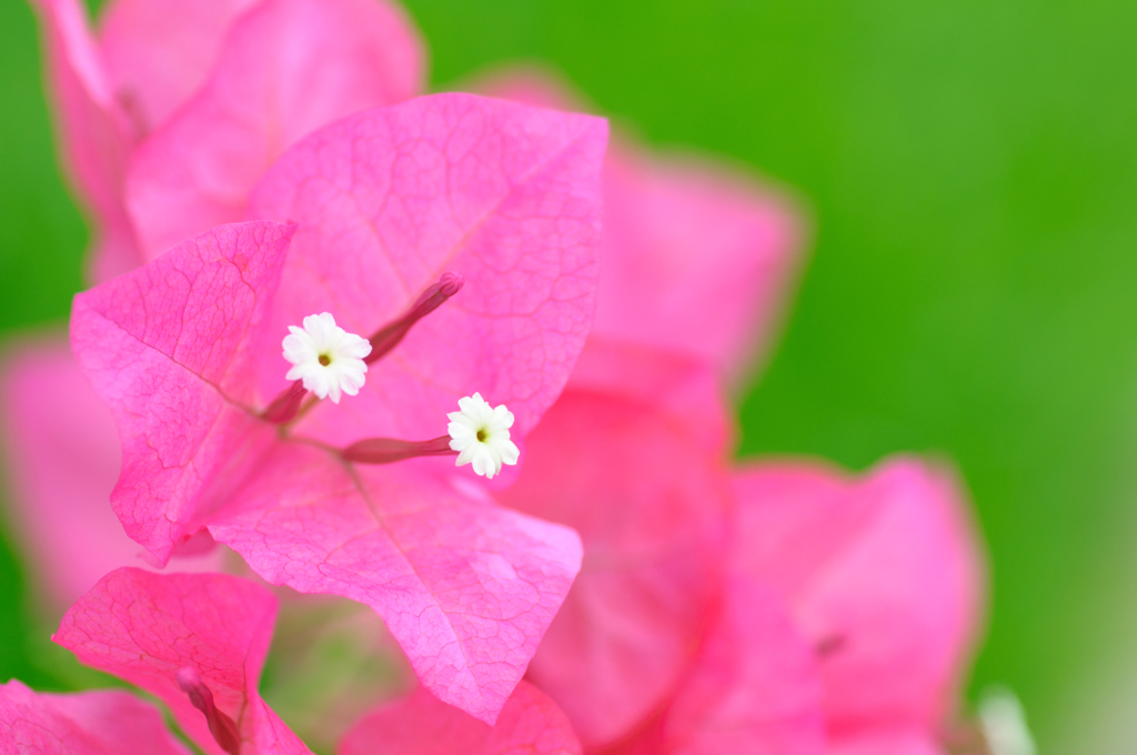 あと、もうひと花