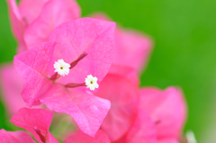 あと、もうひと花