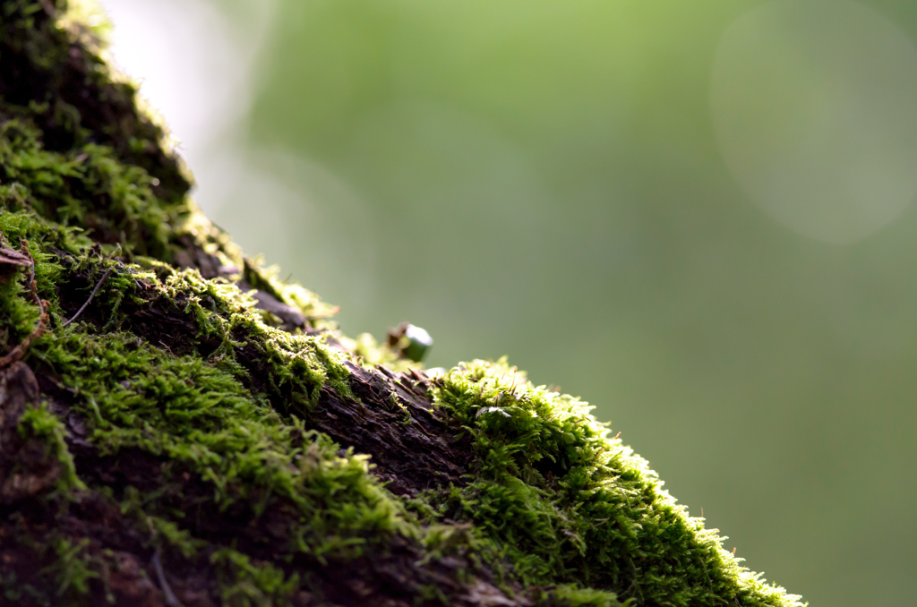 こけ と ひかり