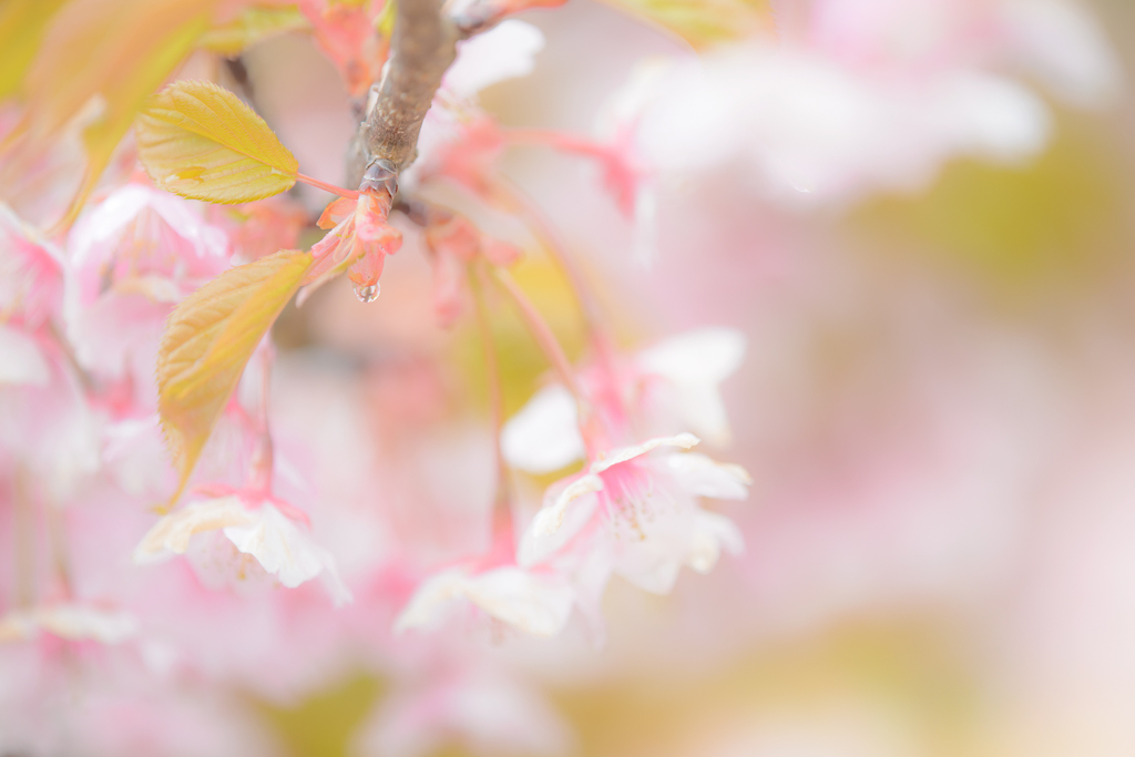雫桜