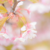 雫桜