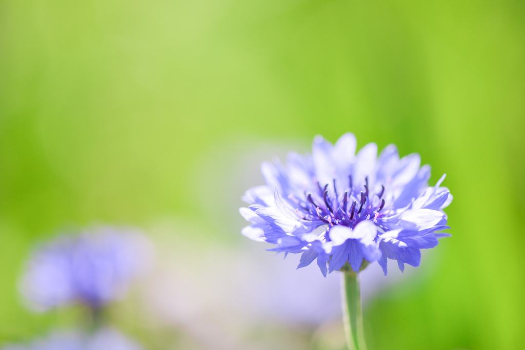 German national flower