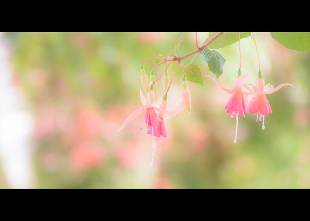 あたたかく、やさしく・・・ゆれる