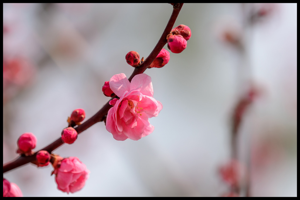 楊貴妃　-youkini-
