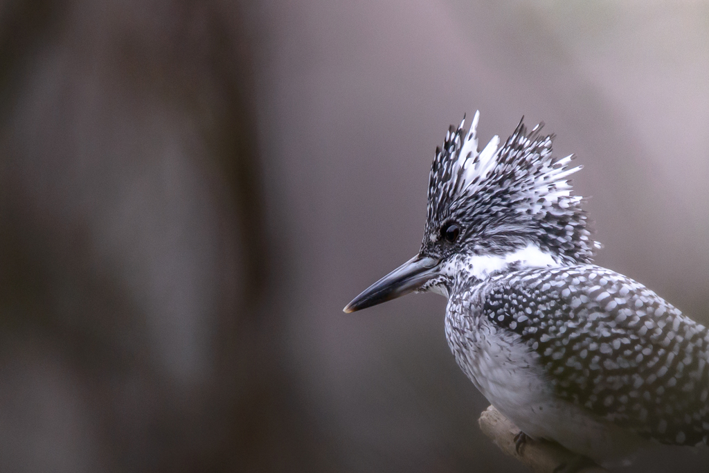 Crested kingfisher