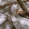 Japanese Pygmy Woodpecker