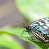 水色☆チョウチョ
