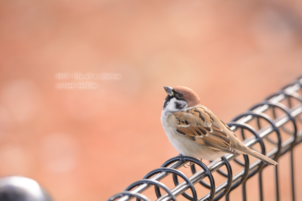 Daily life of a sparrow