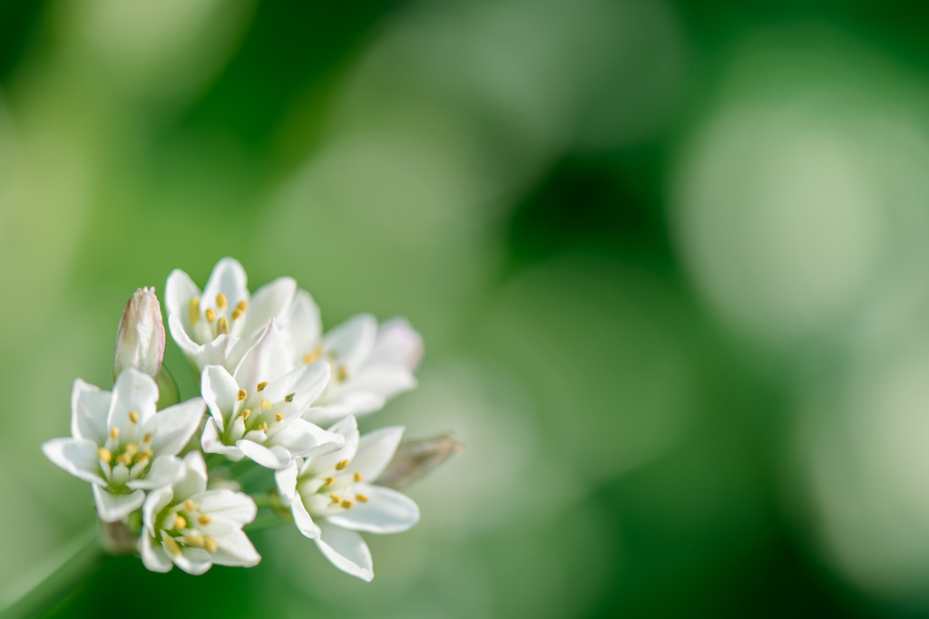 white＆green